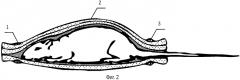 Способ фиксации мелких лабораторных животных (патент 2590637)