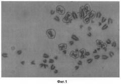 Линия клеток почки теленка bos taurus rbt (rene bos taurus) для репродукции вирусов животных (патент 2488631)