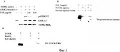 Ингибитор протеинкиназы торк с направленным хемопревентивным действием in vitro (патент 2566268)