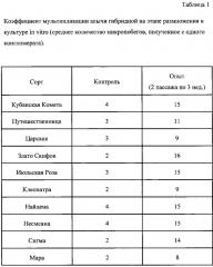 Способ клонального микроразмножения алычи in vitro (патент 2652953)