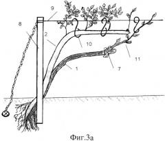 Способ создания саженцев, посадки и формирования виноградных кустов, устойчивых к стрессовым факторам среды (патент 2574492)