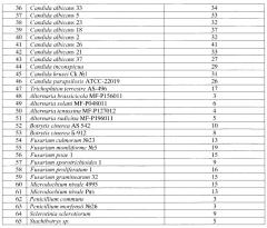 Штамм bacillus mojavensis lhv-97, обладающий фунгицидной и бактерицидной активностью (патент 2648163)