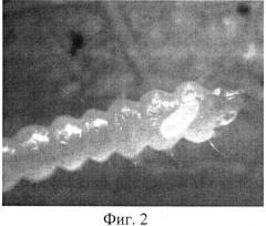 Способ массового разведения наездника minotetrastichus frontalis (nees) (патент 2545715)