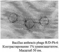 Штамм бактериофага bacillus anthracis r/d, используемый для получения препарата для диагностики сибиреязвенной инфекции, жидкий препарат для диагностики сибиреязвенной инфекции и препарат для диагностики сибиреязвенной инфекции (патент 2351650)