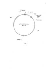 Плазмидный вектор pet-his8-trxl-acip1, штамм бактерии escherichia coli bl21(de3)/pet-his8-trxl-acip1 для экспрессии антимикробного пептида аципенсина-1 и способ получения указанного пептида (патент 2580031)