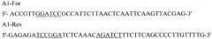 Рекомбинантная плазмида pd1spgbd, штамм escherichia coli - продуцент рекомбинантного белка d1-gbd, рекомбинантный белок d1-gbd и способ его получения, способ исследования связывания белка d1-gbd с антителами сывороток больных, способ получения специфических антител к белку d1-gbd (патент 2401302)