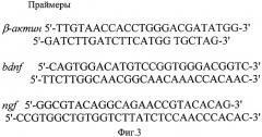 Способ оценки экспрессии генов нейротрофинов (патент 2383619)