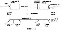 Системы экспрессии рнк рекомбинантного вируса ньюкаслской болезни и вакцины (патент 2270864)