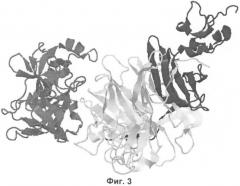 Пептид, обладающий ростостимулирующей активностью фактора роста гепатоцитов (hgf) (патент 2426740)