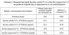 Штамм бактерий bacillus megaterium v3 в качестве средства для ускорения роста и увеличения продуктивности винограда, зерновых, овощных и древесных культур (патент 2649359)