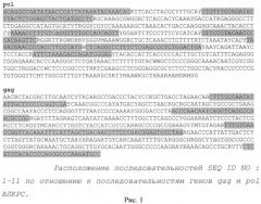 Способ выявления вируса лейкоза крс по нуклеотидным последовательностям консервативных областей вирусного генома (патент 2521330)