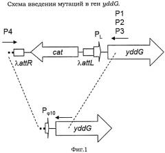 Мутантный белок, кодируемый геном yddg, и способ получения ароматических l-аминокислот с использованием бактерии рода escherichia (патент 2530171)