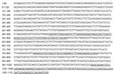 Светочувствительный химерный белок gpcr (патент 2637367)
