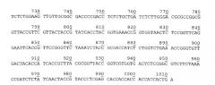 Рекомбинантные плазмидные днк, кодирующие гибридные полипептиды со свойствами красного флуоресцентного белка mcherry, для продуцирования гибридных флуоресцентных белков в escherichia coli (патент 2527171)