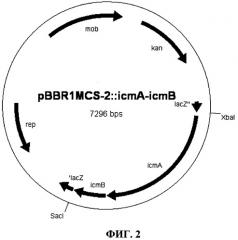 Рекомбинантная клетка, продуцирующая 2-гидроксиизомасляную кислоту (патент 2514672)