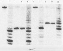 Штамм бактерий arthrobacter luteus b-продуцент сайт-специфической эндонуклеазы alu bi (патент 2340670)