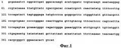 Синтетические олигонуклеотиды - праймеры, используемые для выявления днк вируса varicella-zoster herpes человека (патент 2385872)