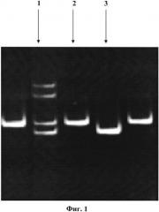 Способ определения аллельного полиморфизма ccr5 delta 32 (патент 2563172)