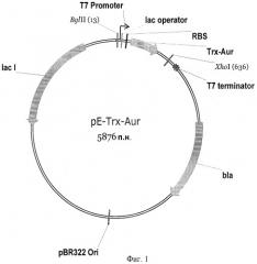 Плазмидный вектор pe-trx-aur, штамм escherichia coli для экспрессии антимикробного пептида аурелина и способ получения указанного пептида (патент 2412999)