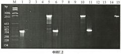 Тест-штамм yersinia pseudotuberculosis для дифференциации бактерий yersinia pseudotuberculosis генетической группы ii (патент 2465317)