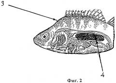 Способ обнаружения и распознавания донных рыб по резонансному поглощению гидроакустических сигналов их плавательным пузырем (патент 2273864)