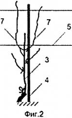 Способ ведения виноградного куста (патент 2563664)