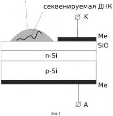 Способ секвенирования днк и устройство для его осуществления (варианты) (патент 2539038)