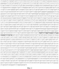 Плазмидный вектор и способ выявления нонсенс-мутаций и мутаций сдвига рамки считывания в гене brca1 (патент 2506315)