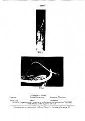 Способ микроразмножения шафрана посевного (crocus sатivus l.) (патент 1807843)