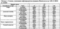 Штамм бактерий rhodococcus sp. - деструктор нефти и нефтепродуктов (патент 2558299)