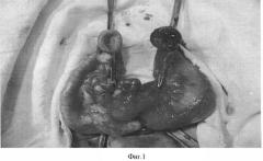 Способ изучения влияния большого сальника на повышение надежности кишечного анастомоза в эксперименте (патент 2364350)