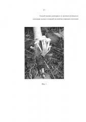 Способ оценки санитарного и лесопатологического состояния лесных площадей на наличие корневых патогенов (патент 2619987)