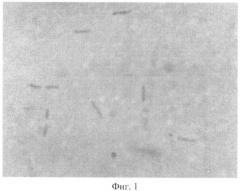 Штамм lactobacillus fermentum ts3-06, используемый для изготовления бактериальных препаратов и производства жидкой молочнокислой закваски в качестве продукта питания лечебно-профилактического назначения (патент 2391395)