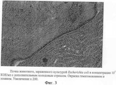 Способ моделирования острого пиелонефрита на фоне холодового стресса (патент 2368016)