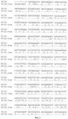 Рекомбинантная плазмидная днк pbmc-rt(а)-hum для экспрессии белка обратной транскриптазы вируса иммунодефицита человека (патент 2355764)