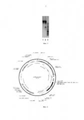 Трансформант дрожжей schizosaccharomyces pombe, продуцирующий молочную кислоту (варианты), способ его получения (варианты), способ микробиологического синтеза молочной кислоты с использованием такого трансформанта (патент 2614233)