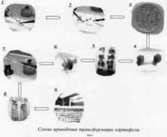 Рекомбинантная полинуклеотидная последовательность, характеризующая уникальный трансформационный акт между генетической конструкцией, включающей ген cryiiia, и геномной днк картофеля сорта луговской, ее применение и содержащие эту последовательность клетка, трансгенное растение и его потомство (патент 2337529)