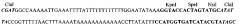 Рекомбинантный штамм vv-gmcsf-lact вируса осповакцины, обладающий онколитической активностью и продуцирующий гранулоцитарно-макрофагальный колониестимулирующий фактор человека и онкотоксический белок лактаптин (патент 2604187)