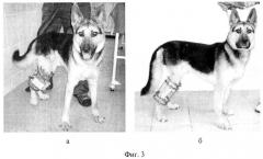 Способ удлинения голени у собак (патент 2528818)