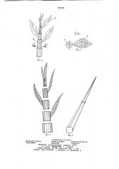 Модель сельскохозяйственного растения (патент 934998)
