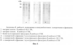 Способ идентификации bacillus anthracis с дифференциацией штаммов по продукции капсулы, протективного антигена и антигенов s-слоя (патент 2376385)