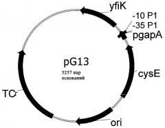 Способ ферментативного получения аминокислот и производных аминокислот из семейства фосфоглицератов (патент 2346038)
