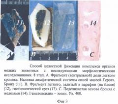 Способ подготовки комплекса внутренних органов мелких животных к морфологическим исследованиям (патент 2425643)