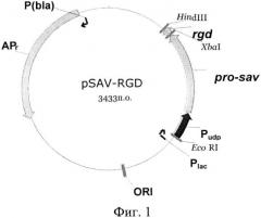 Способ получения рекомбинантного белка sav-rgd (патент 2577138)