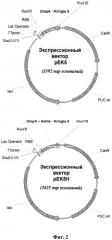 Способ получения рекомбинантного антиангиогенного полипептида (патент 2488635)