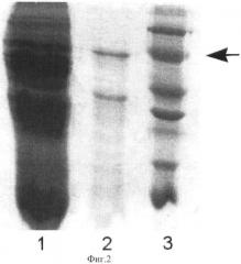 Способ выделения природных и рекомбинантных белков и других биологических соединений (патент 2366713)