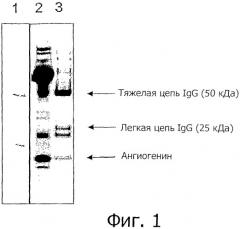 Обогащенные ангиогенином фракции молока (патент 2538654)