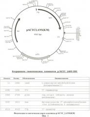 Рекомбинантная плазмидная днк pacyc-lans(km), штамм escherichia coli bl21(de3), трансформированный рекомбинантной днк pacyc-lans(km), и способ получения рекомбинантной l-аспарагиназы erwinia carotovora (патент 2441916)