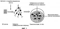 Получение гамкергических нейронов in vitro из эмбриональных стволовых клеток и их применение при лечении неврологических расстройств (патент 2380410)