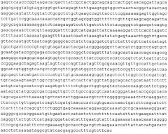 Рекомбинантный продуцент омега-амидазы человека nit2 на основе escherichia coli (патент 2642323)